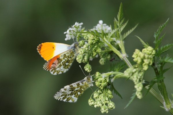 Webinar Vlinders tellen op Klompenpaden